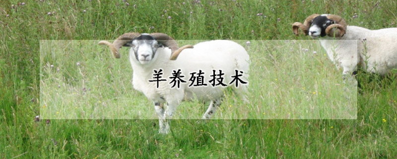 羊養殖技術