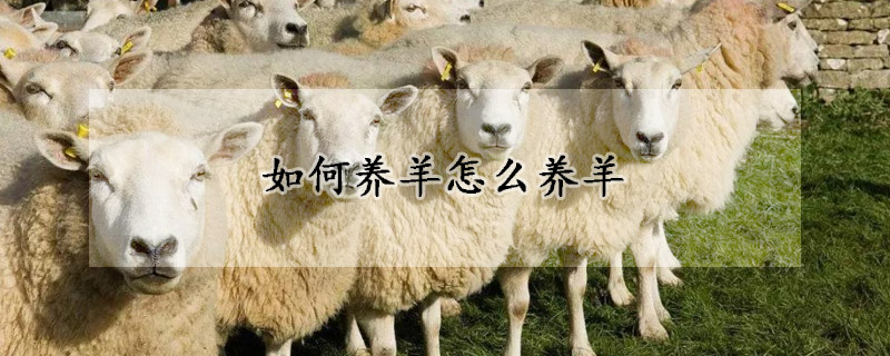 如何養羊怎麼養羊