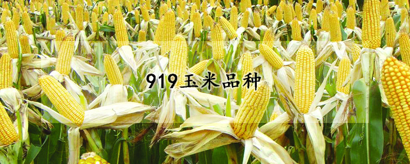 919玉米品種