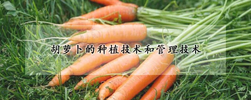 胡蘿卜的種植技術和管理技術