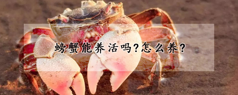 螃蟹能養活嗎?怎麼養?