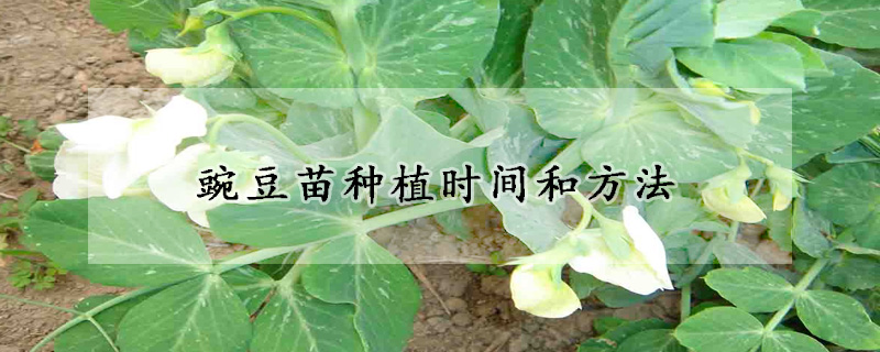 豌豆苗種植時間和方法