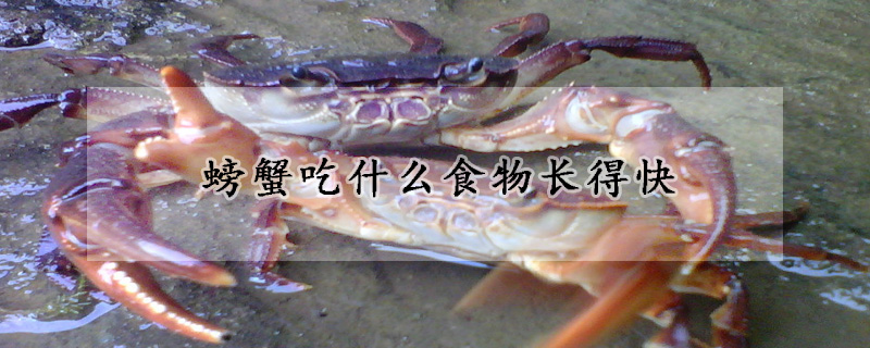 螃蟹吃什麼食物長得快
