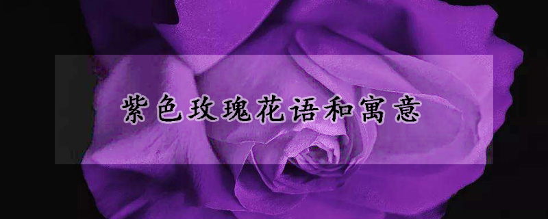 紫色玫瑰花語和寓意