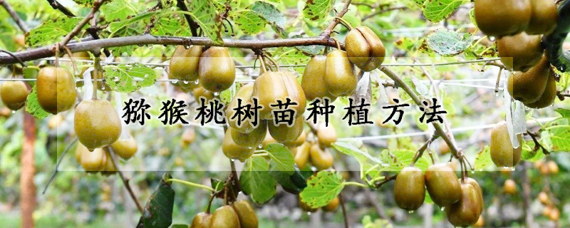 獼猴桃樹苗種植方法