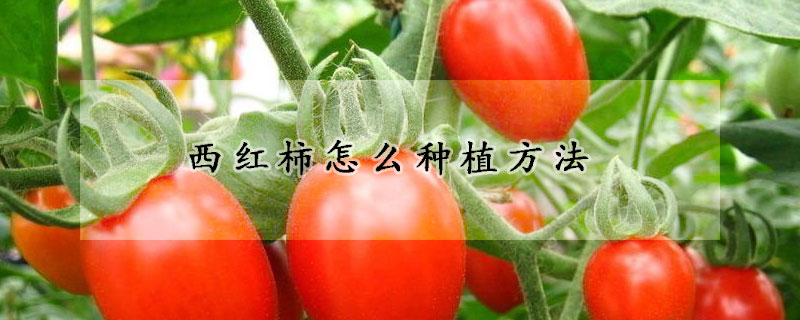 西紅柿怎麼種植方法