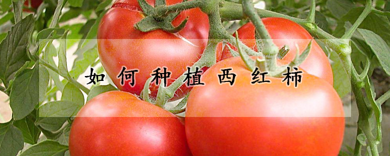 如何種植西紅柿