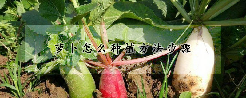 蘿卜怎麼種植方法步驟