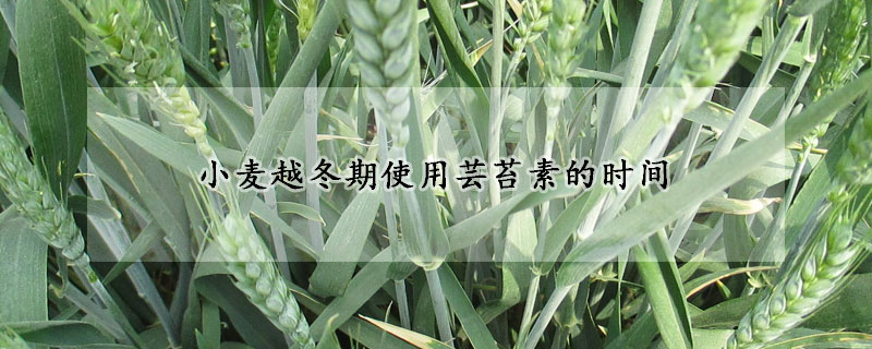 小麥越冬期使用芸苔素的時間