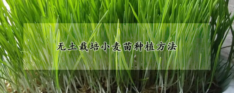 無土栽培小麥苗種植方法