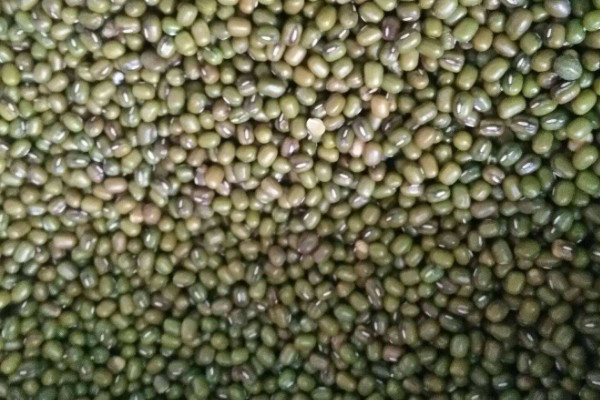 2019年綠豆價格 2019年綠豆價格6-13元一公斤