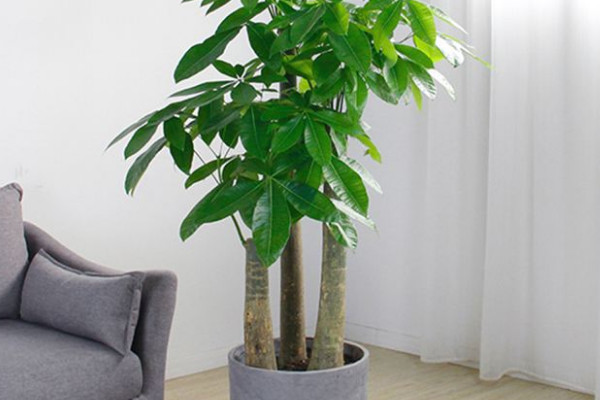 發財樹擺放在客廳哪裏最旺 發財樹放在客廳什麼位置好