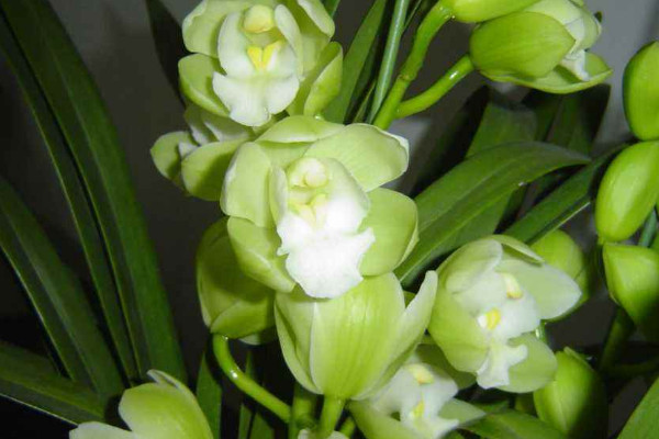 大花蕙蘭品種 大花蕙蘭品種名稱和圖片