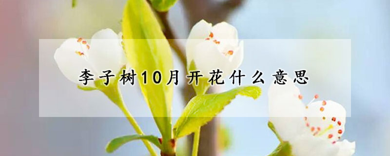 李子樹10月開花什麼意思