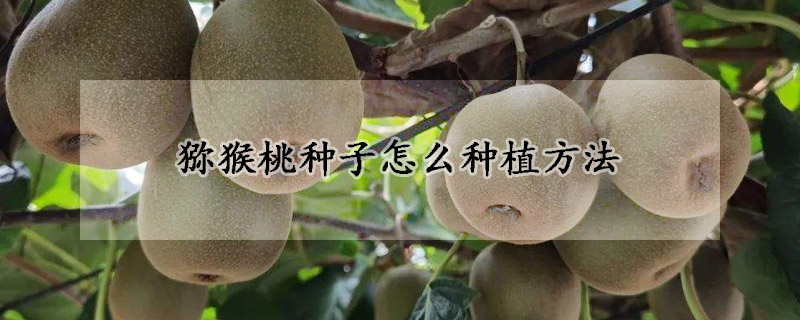 獼猴桃種子怎麼種植方法