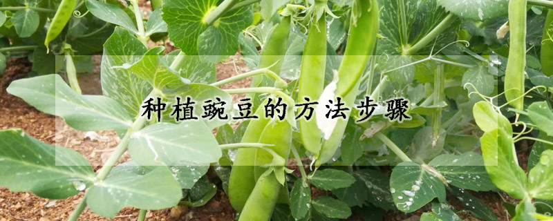 種植豌豆的方法步驟