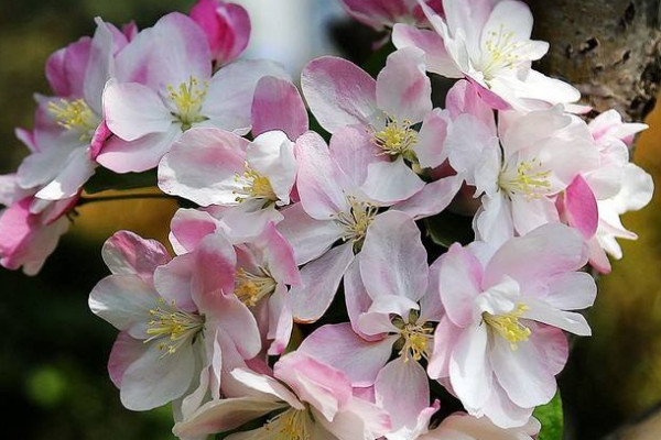 海棠花有毒嗎能在臥室養嗎