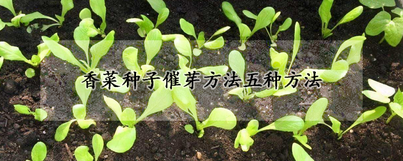 香菜種子催芽方法五種方法