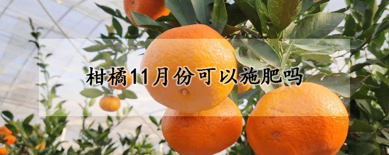 柑橘11月份可以施肥嗎