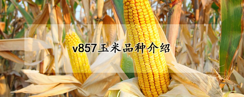 v857玉米品種介紹