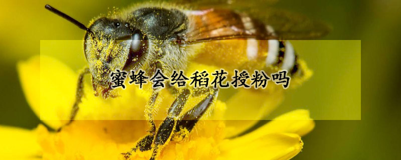 蜜蜂會給稻花授粉嗎