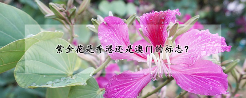 紫金花是香港還是澳門的標誌?