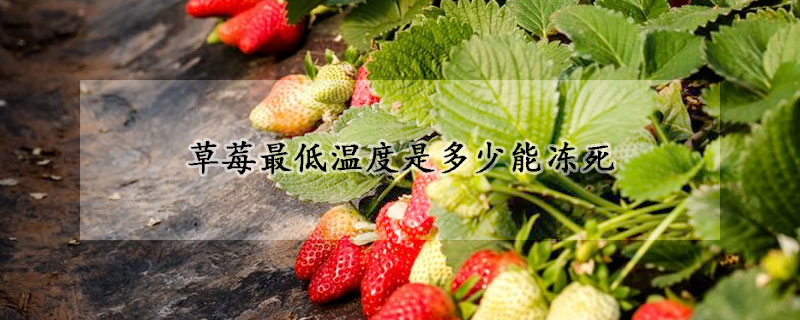 草莓最低溫度是多少能凍死