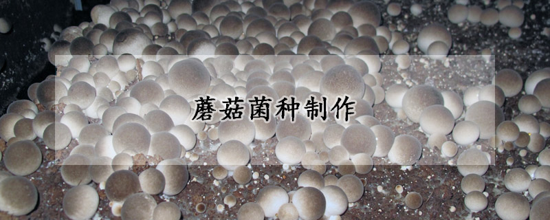 蘑菇菌種製作