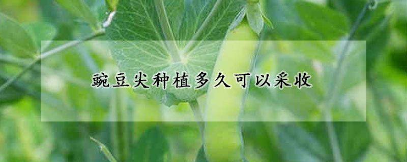 豌豆尖種植多久可以采收