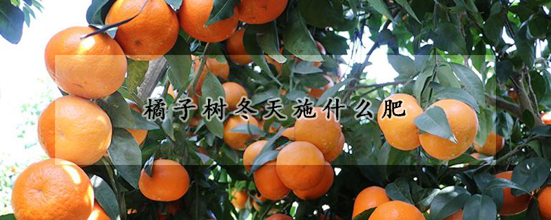橘子樹冬天施什麼肥