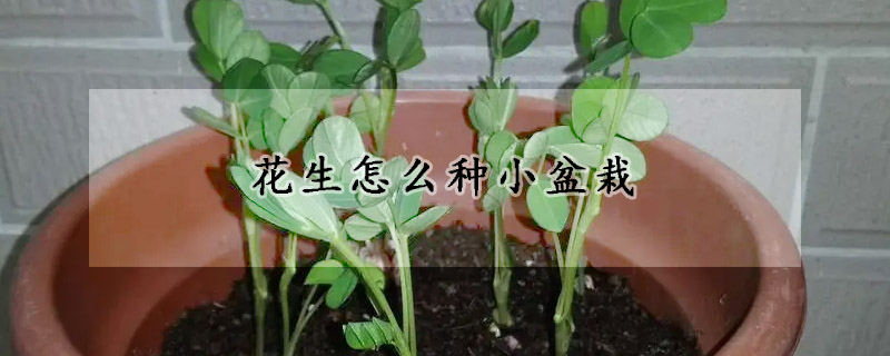 花生怎麼種小盆栽