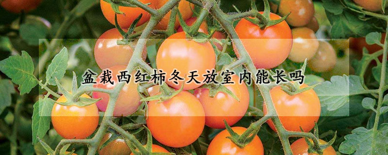盆栽西紅柿冬天放室內能長嗎