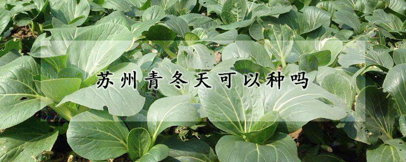 蘇州青冬天可以種嗎