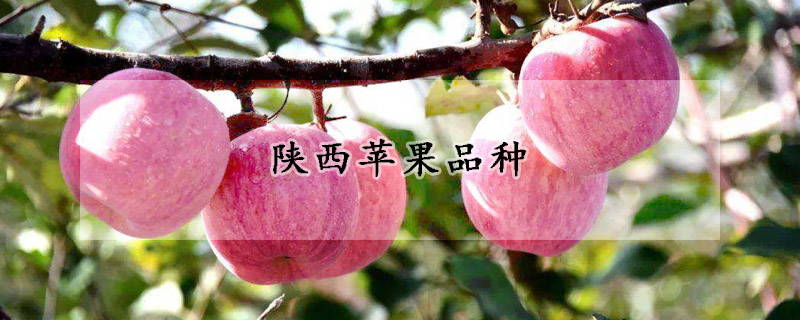 陝西蘋果品種