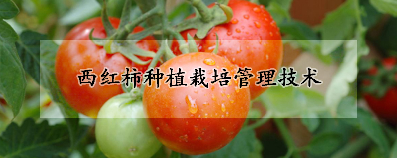 西紅柿種植栽培管理技術