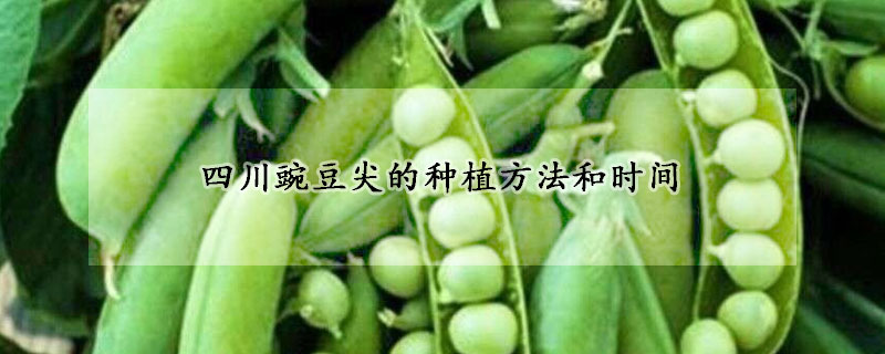 四川豌豆尖的種植方法和時間
