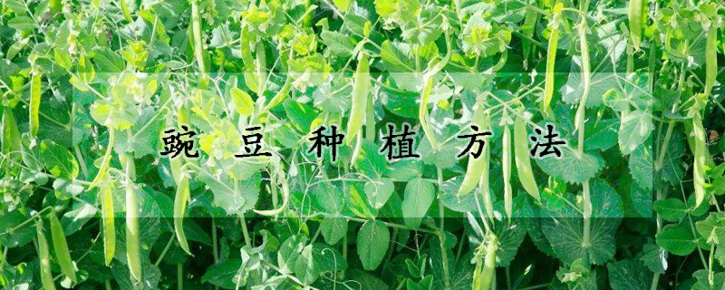 豌豆種植方法
