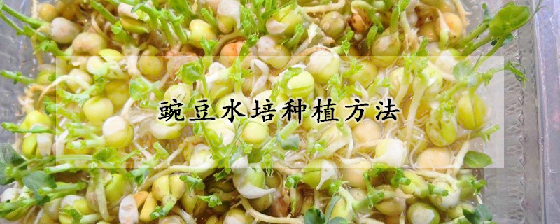 豌豆水培種植方法