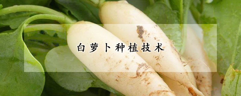 白蘿卜種植技術