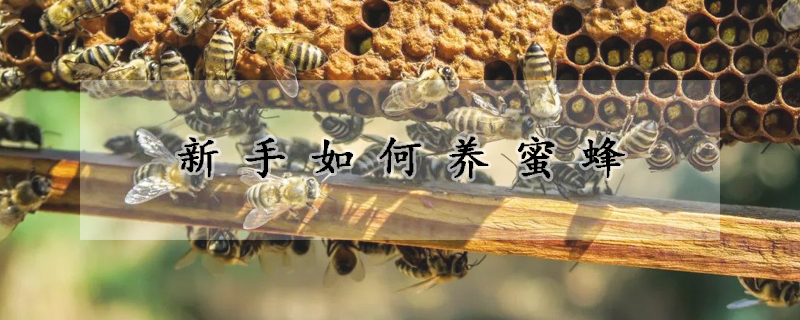 新手如何養蜜蜂