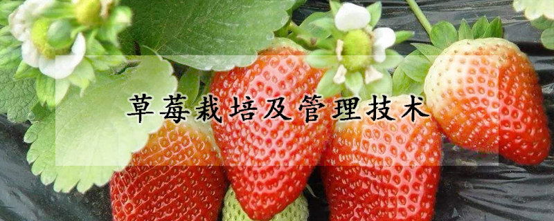 草莓栽培及管理技術