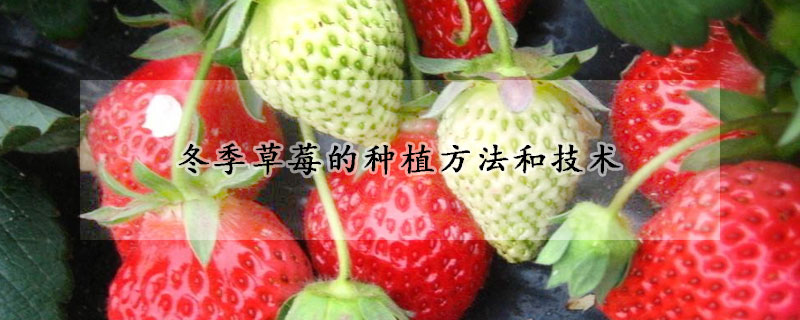 冬季草莓的種植方法和技術