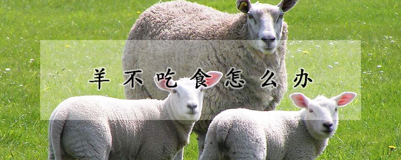 羊不吃食怎麼辦