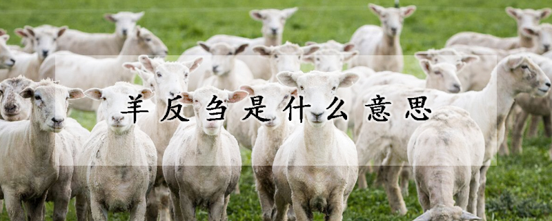羊反芻是什麼意思