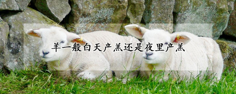 羊一般白天產羔還是夜裏產羔