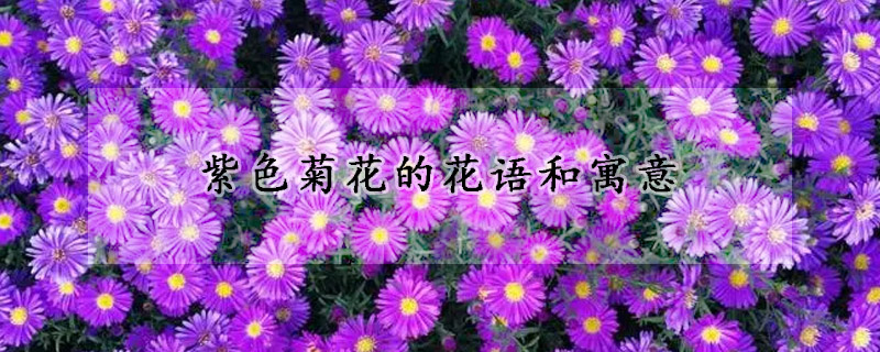 紫色菊花的花語和寓意
