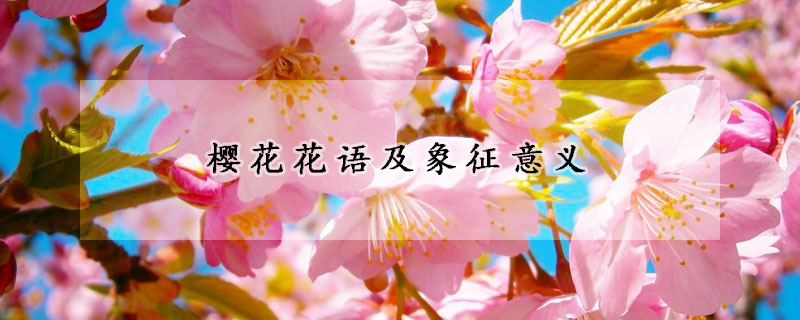 櫻花花語及象征意義