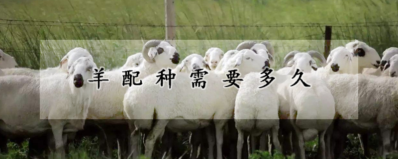 羊配種需要多久