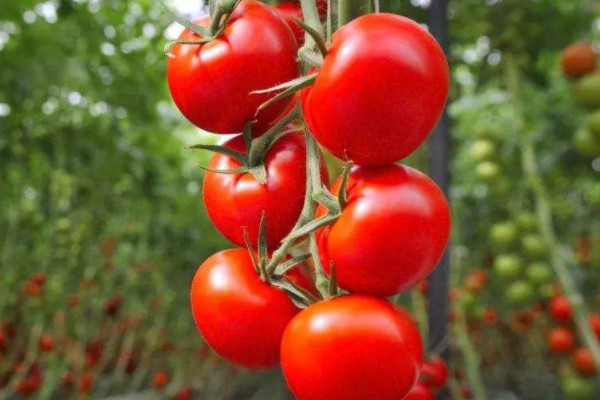 西紅柿什麼時候傳入中國