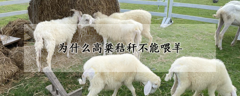 為什麼高粱秸稈不能喂羊